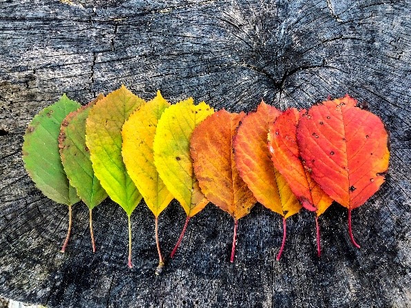 De nazomer, wat doet dit met ons?